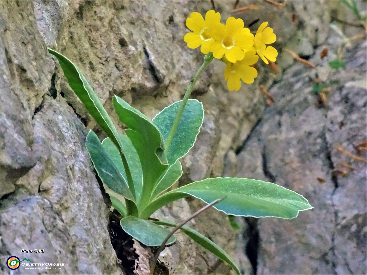 35 Primula auricola (Primula orecchia d'orso) nei pressi del Bivacco Plana (1280 m).JPG -                                